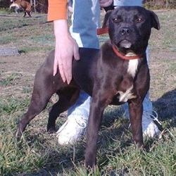 Photo of the dog