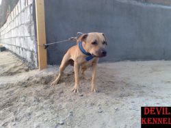 Photo of the dog