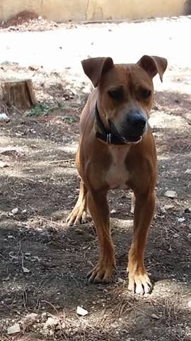Photo of the dog