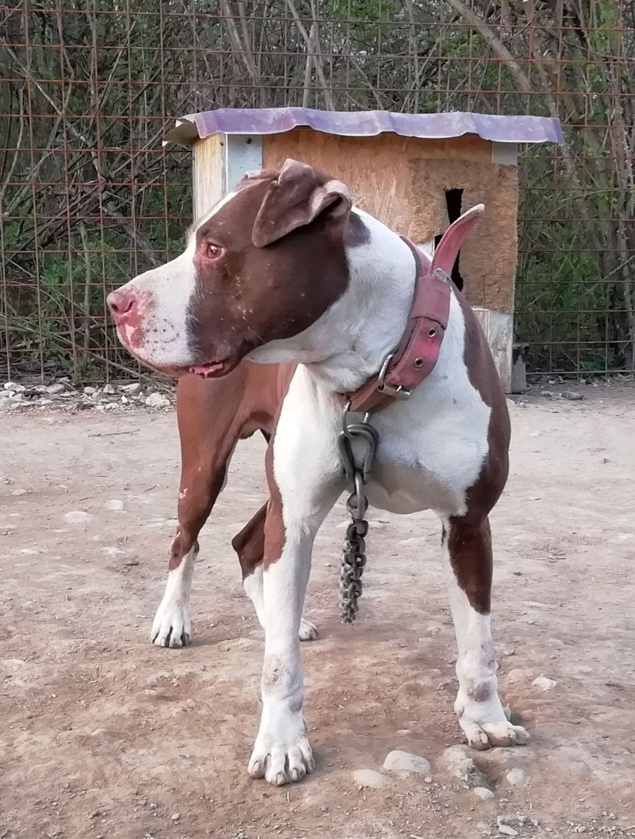 Photo of the dog