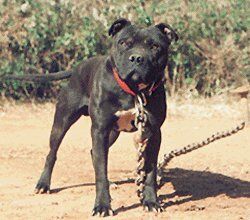 Photo of the dog