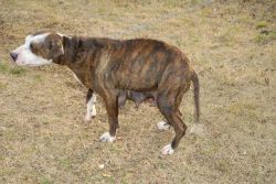 Photo of the dog