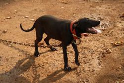 Photo of the dog