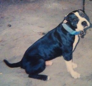 Photo of the dog