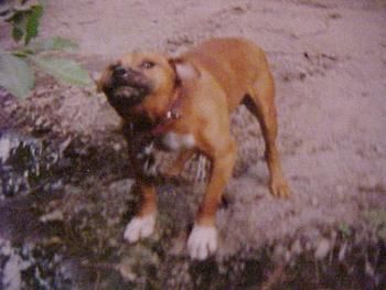 Photo of the dog