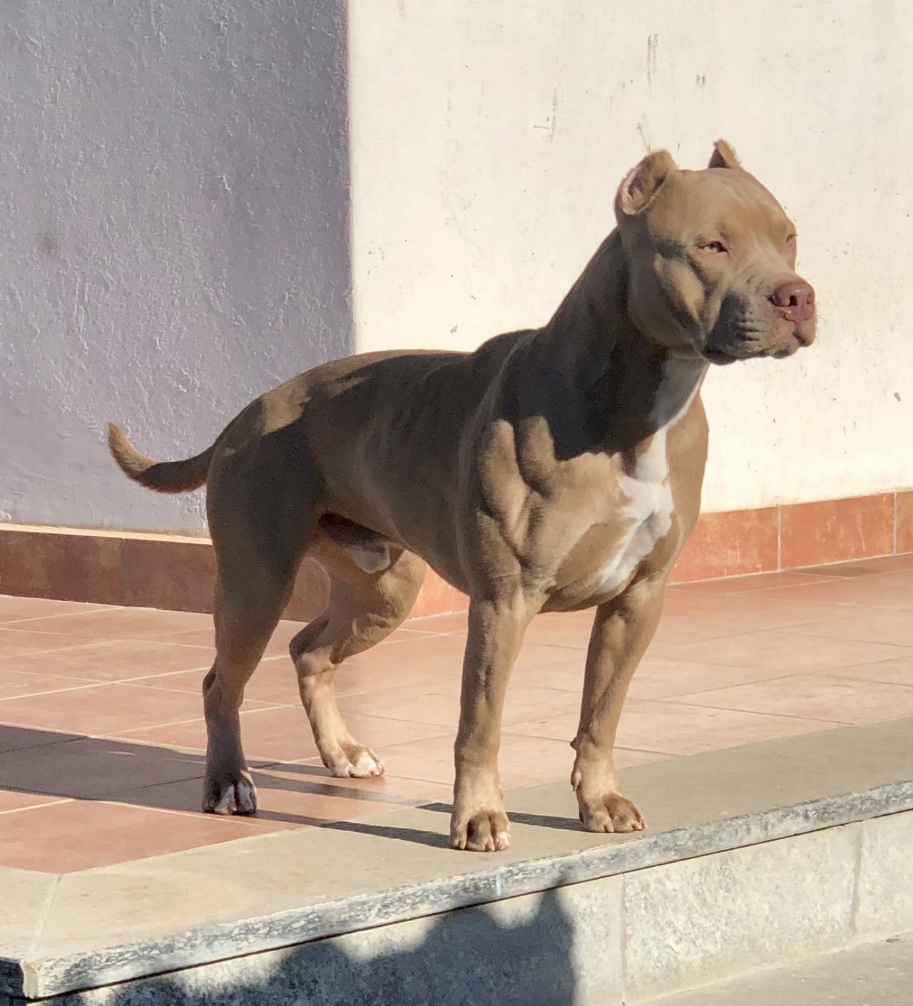 Photo of the dog