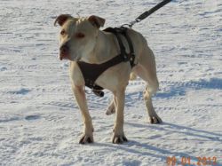 Photo of the dog