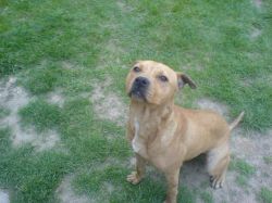 Photo of the dog