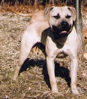 Photo of the dog