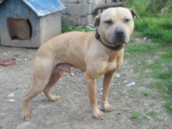 Photo of the dog