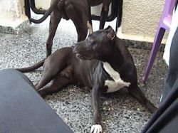 Photo of the dog