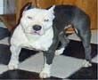 Photo of the dog