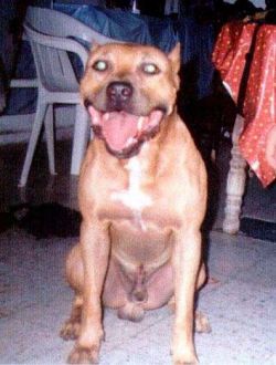 Photo of the dog