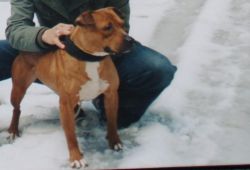Photo of the dog