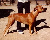 Photo of the dog