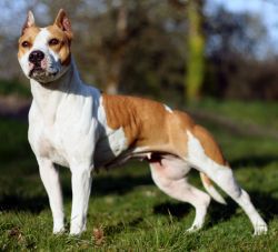 Photo of the dog