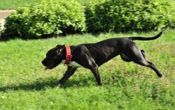 Photo of the dog