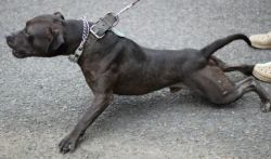 Photo of the dog