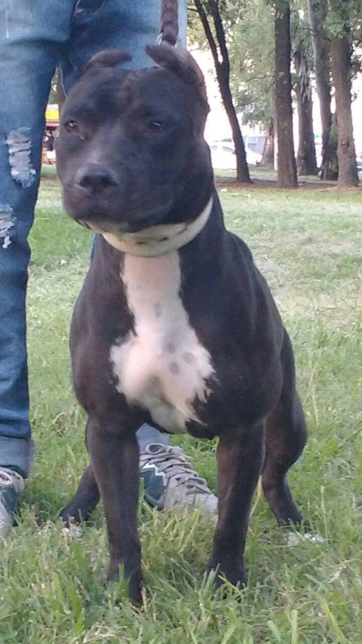 Photo of the dog