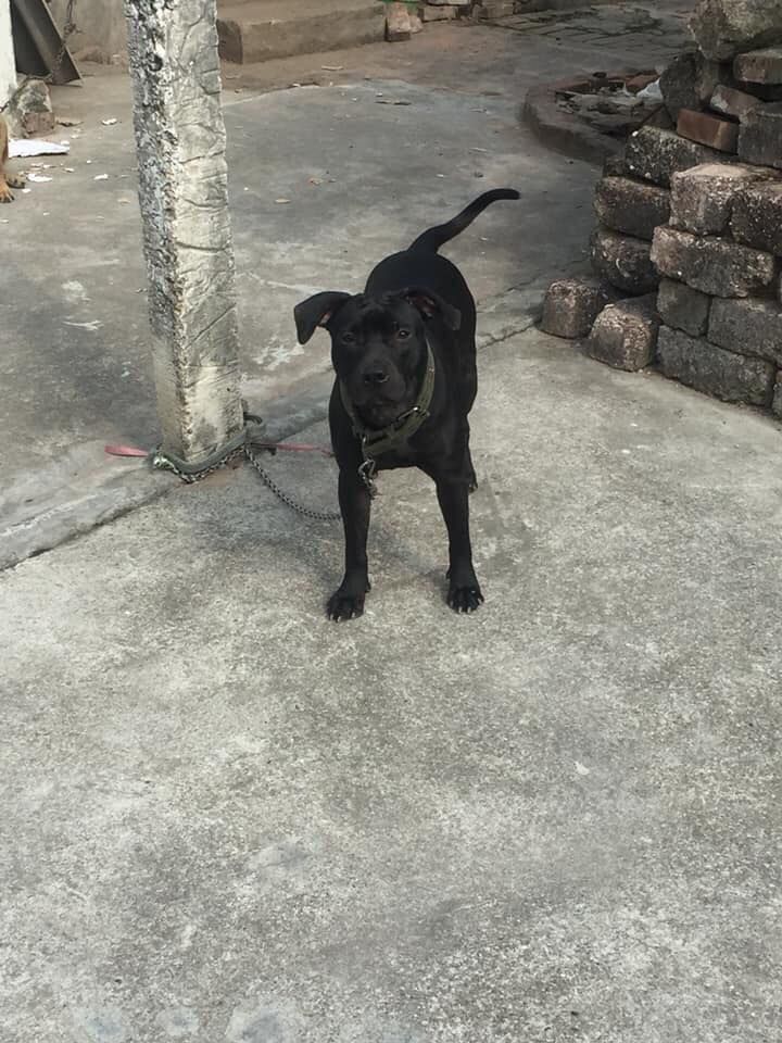 Photo of the dog