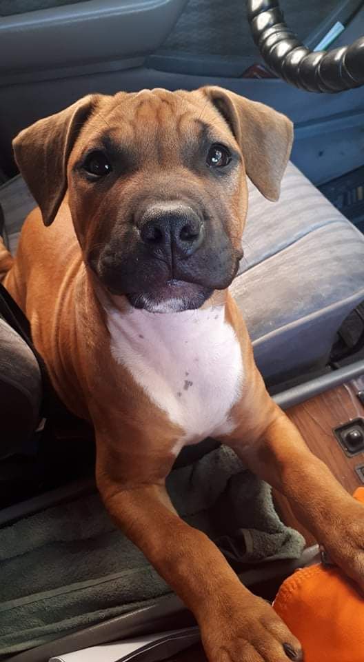 Photo of the dog