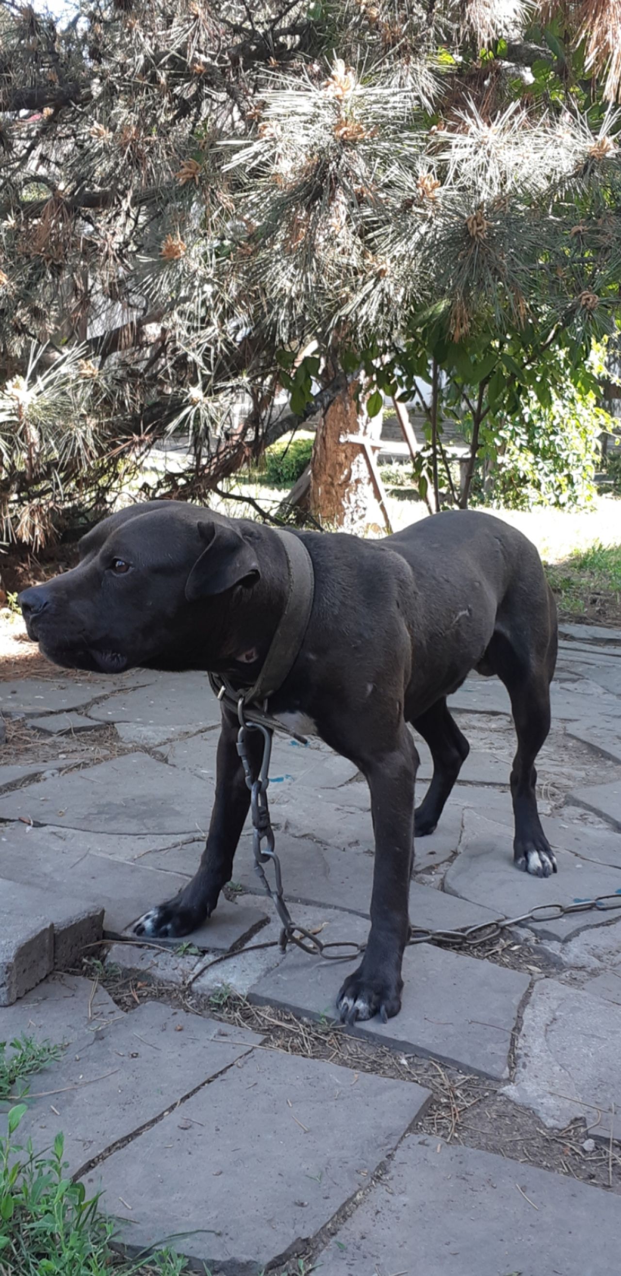 Photo of the dog