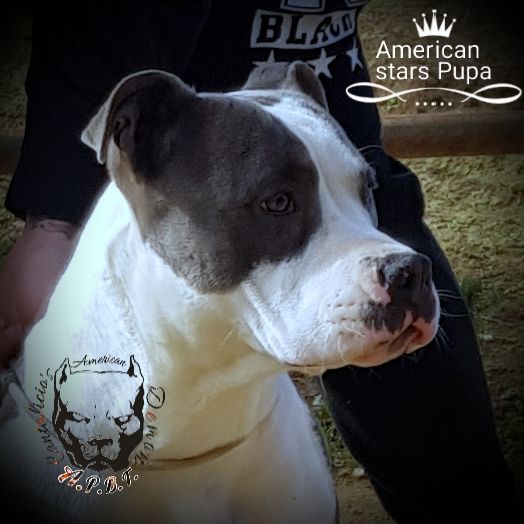 Photo of the dog