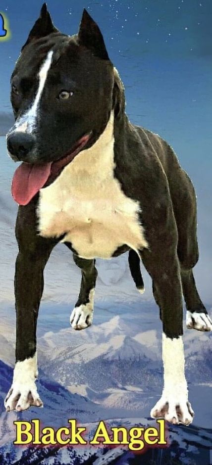 Photo of the dog