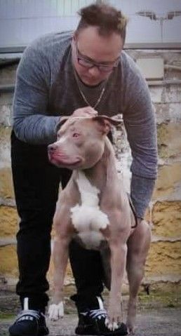 Photo of the dog