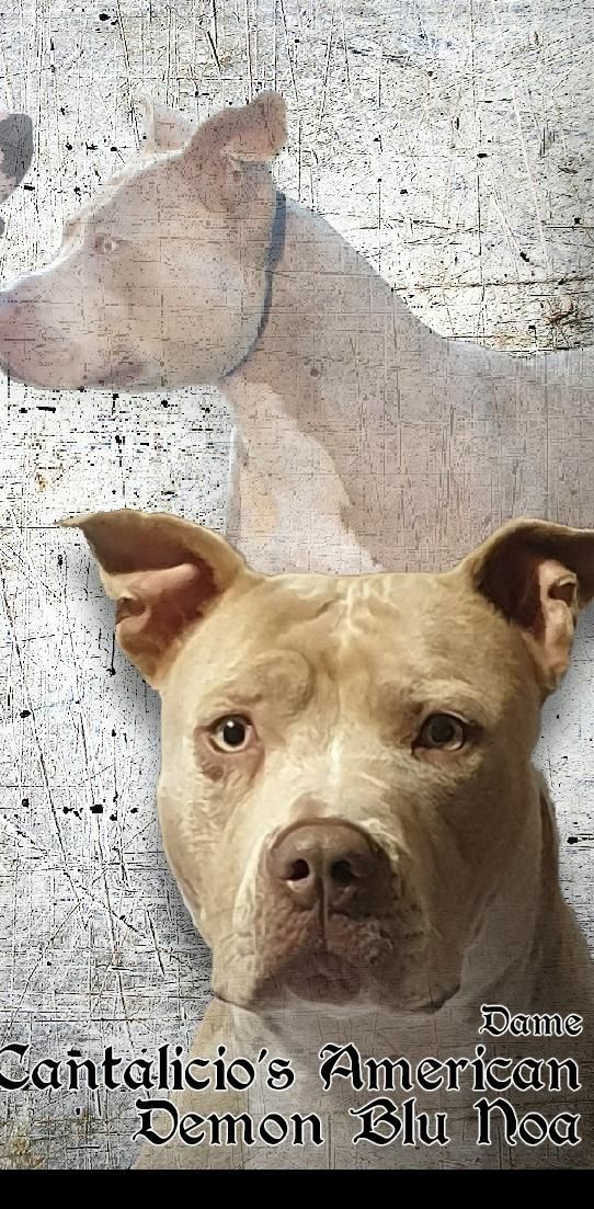 Photo of the dog