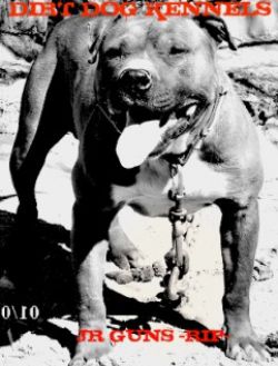 Photo of the dog