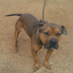 Photo of the dog