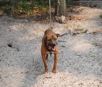 Photo of the dog