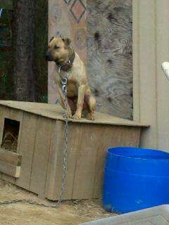 Photo of the dog