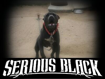 Photo of the dog