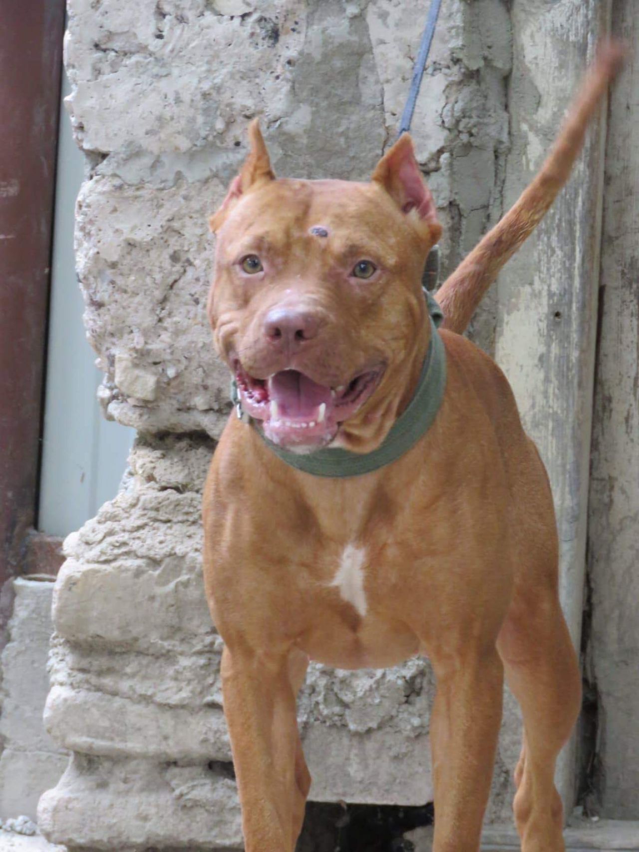 Photo of the dog