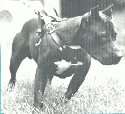 Photo of the dog