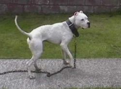Photo of the dog