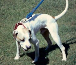 Photo of the dog