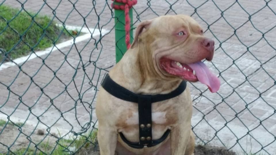 Photo of the dog