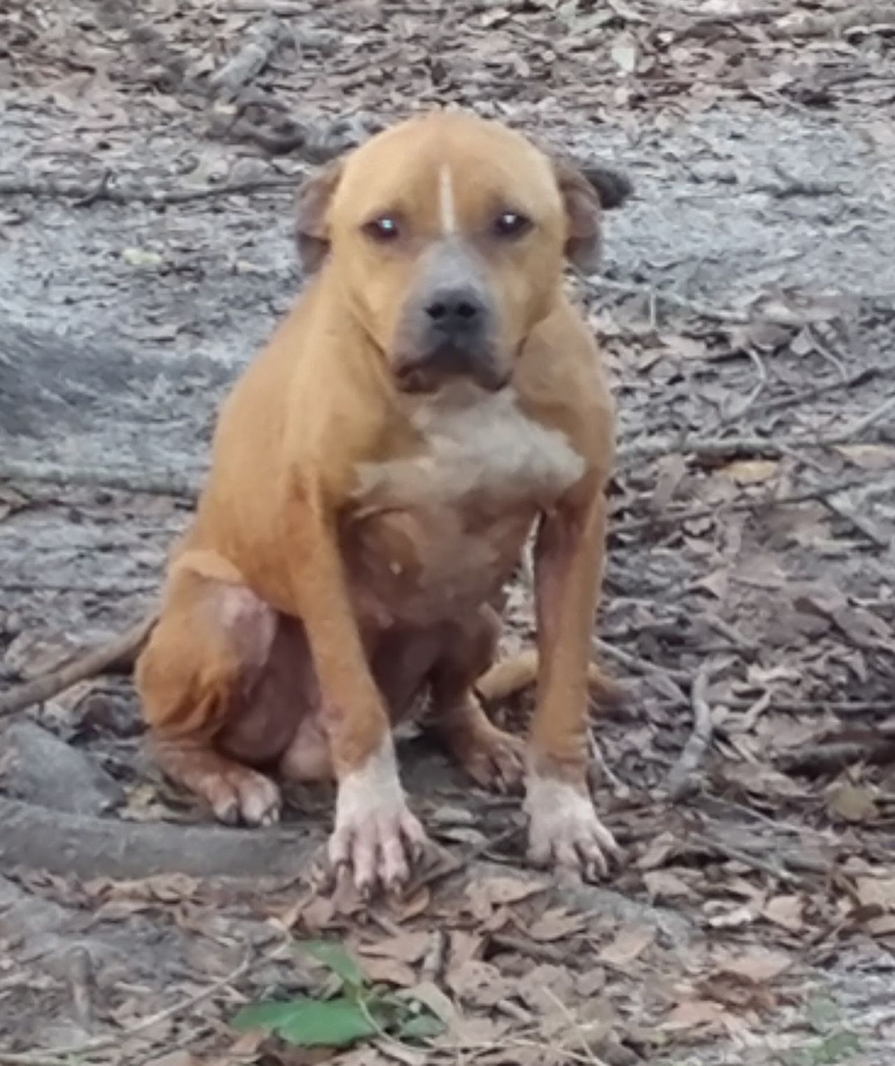 Photo of the dog