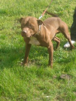 Photo of the dog