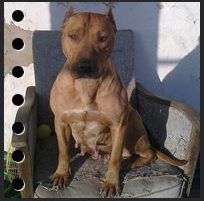 Photo of the dog