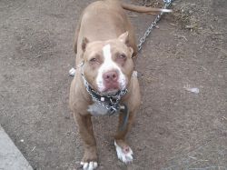 Photo of the dog