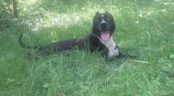 Photo of the dog