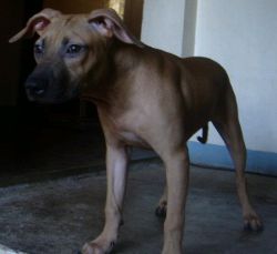 Photo of the dog