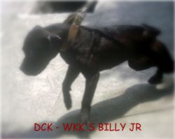 Photo of the dog