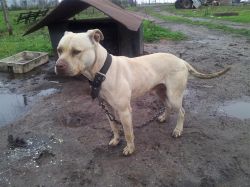 Photo of the dog