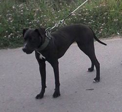Photo of the dog