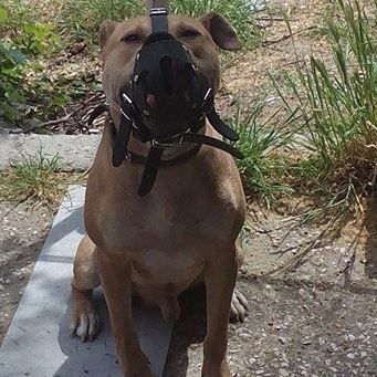 Photo of the dog